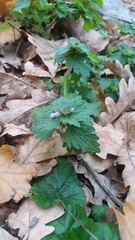 Lamium hybridum