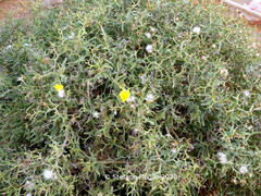 Launaea arborescens