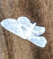 Idaea obfusaria