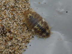 Alloniscus perconvexus