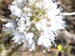 Gilia capitata abrotanifolia