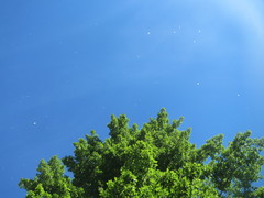 Populus × canadensis