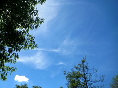 Populus × canadensis