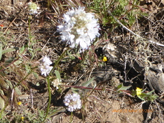 Gilia capitata abrotanifolia