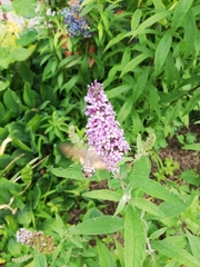 Macroglossum stellatarum