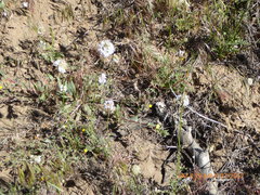 Gilia capitata abrotanifolia
