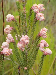 Erica tegulifolia