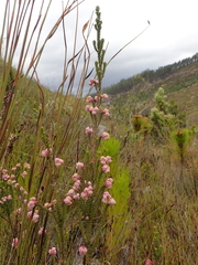 Erica tegulifolia