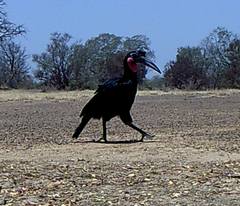 Bucorvus abyssinicus