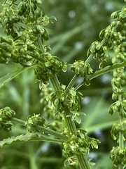 Rumex obtusifolius obtusifolius