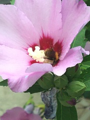 Bombus