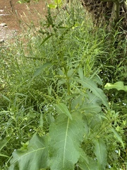 Rumex obtusifolius obtusifolius