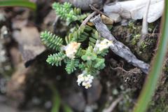Pimelea urvilleana