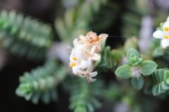 Pimelea urvilleana