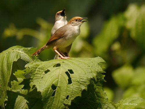 Subspecies Cisticola chubbi chubbi · iNaturalist