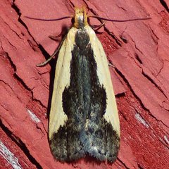 Dichomeris inserrata