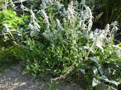 Epilobium adenocaulon