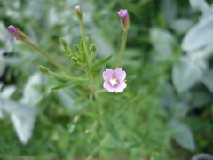 Epilobium adenocaulon
