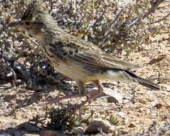 Galerida magnirostris