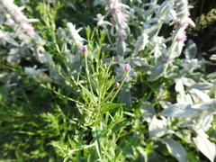 Epilobium adenocaulon