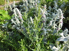 Epilobium adenocaulon