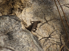 Sceloporus hunsakeri