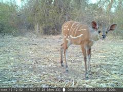 Tragelaphus scriptus