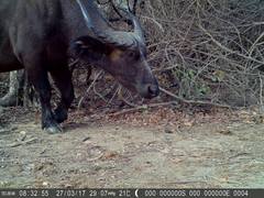 Syncerus caffer brachyceros