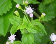 Fleischmannia incarnata