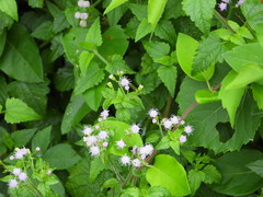 Fleischmannia incarnata