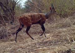 Tragelaphus scriptus