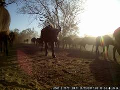 Syncerus caffer brachyceros