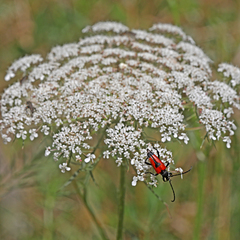 Stictoleptura cordigera
