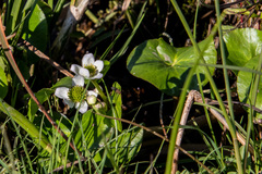 Caltha natans