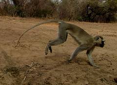 Chlorocebus tantalus