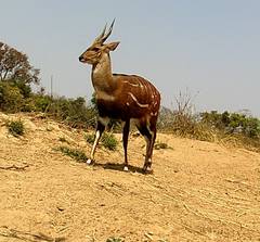 Tragelaphus scriptus