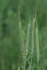 Triticum aestivum
