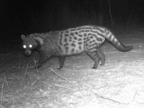 African Civet