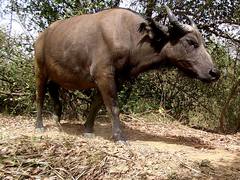 Syncerus caffer brachyceros