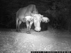 Syncerus caffer brachyceros