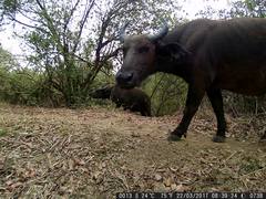 Syncerus caffer brachyceros