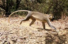 Chlorocebus tantalus