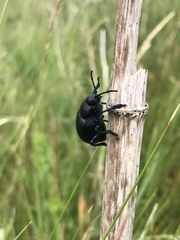 Timarcha tenebricosa