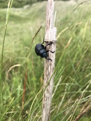 Timarcha tenebricosa