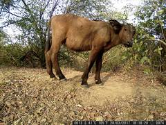 Syncerus caffer brachyceros