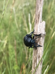 Timarcha tenebricosa