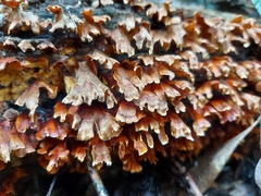 Xylobolus spectabilis