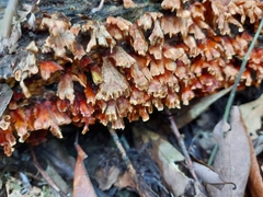 Xylobolus spectabilis