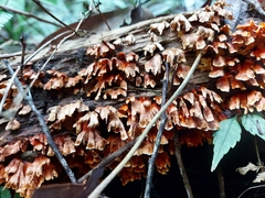 Xylobolus spectabilis