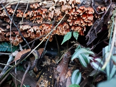 Xylobolus spectabilis